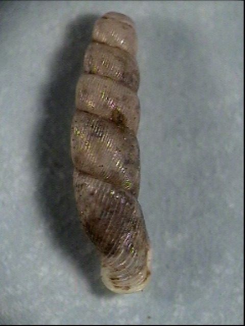 Bofilliella subarcuata (Bofill 1897)